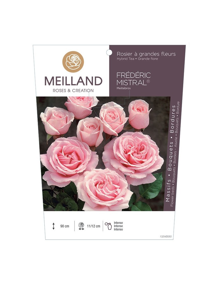 FRÉDÉRIC MISTRAL ® Meitebros Rosier à grandes fleurs