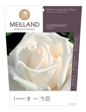 GARDENIA ® Meifaissel Rosier à grandes fleurs