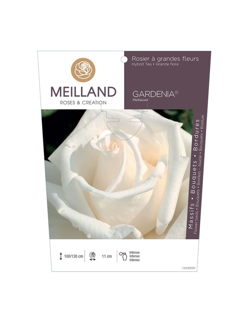 GARDENIA ® Meifaissel Rosier à grandes fleurs