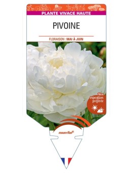 PIVOINE (blanc) *