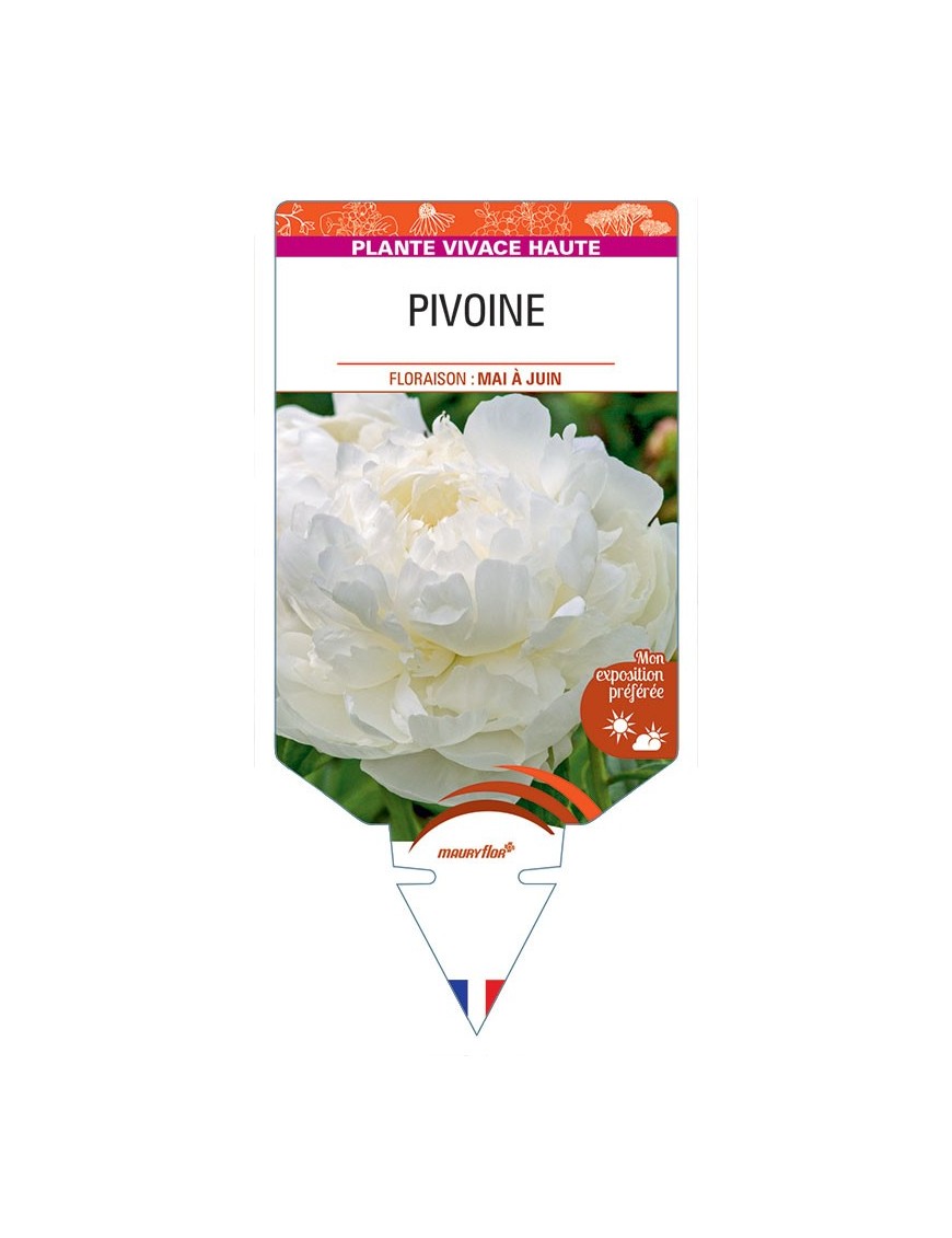 PIVOINE (blanc) *