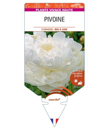 PIVOINE (blanc) *