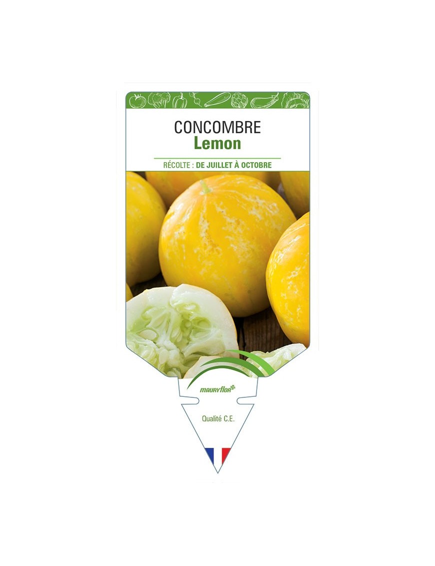 CONCOMBRE LEMON