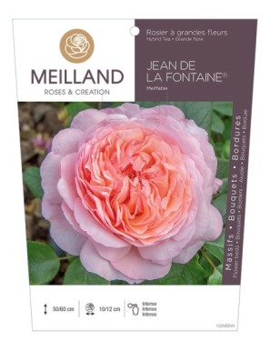 JEAN DE LA FONTAINE ® Meiffable Rosier à grandes fleurs