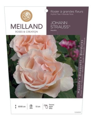 JOHANN STRAUSS ® Meioffic Rosier à grandes fleurs