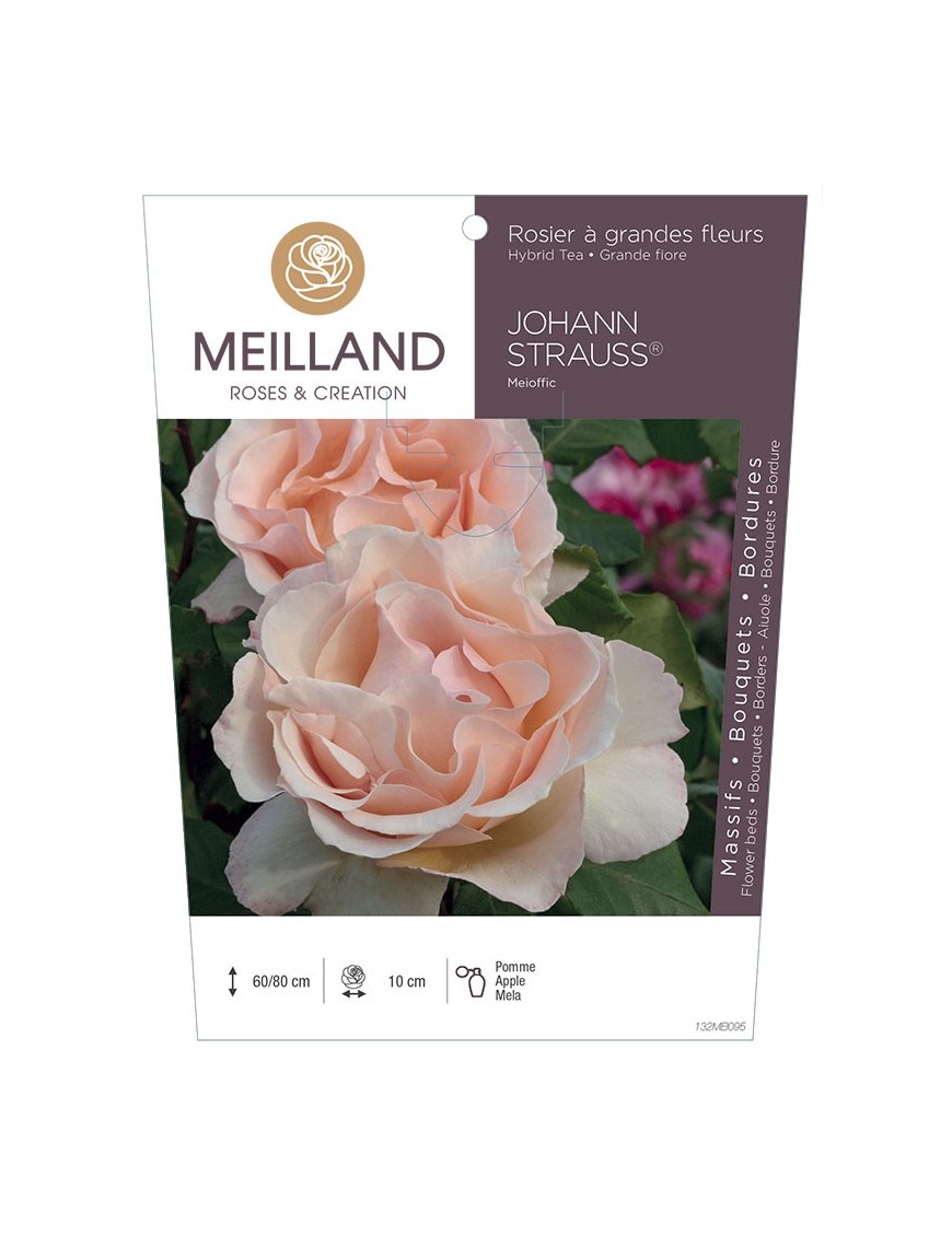 JOHANN STRAUSS ® Meioffic Rosier à grandes fleurs