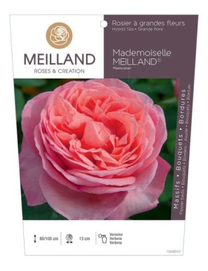 MADEMOISELLE MEILLAND ® Meinostair Rosier à grandes fleurs