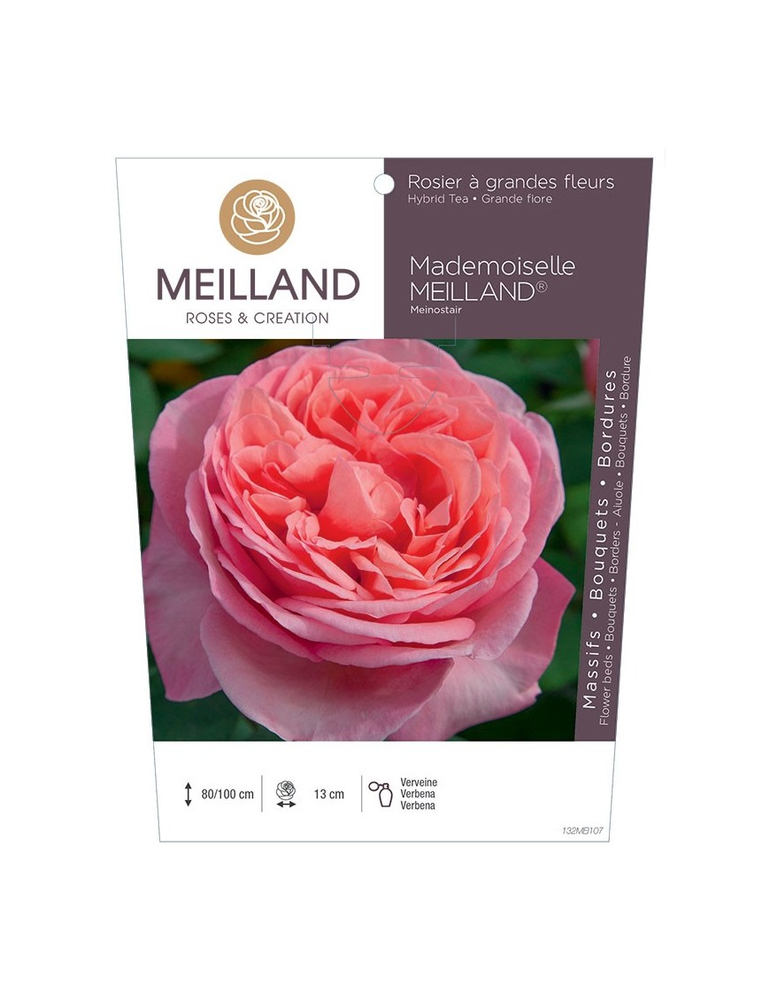 MADEMOISELLE MEILLAND ® Meinostair Rosier à grandes fleurs