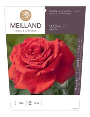 MAGALI ® II Meiposyton Rosier à grandes fleurs