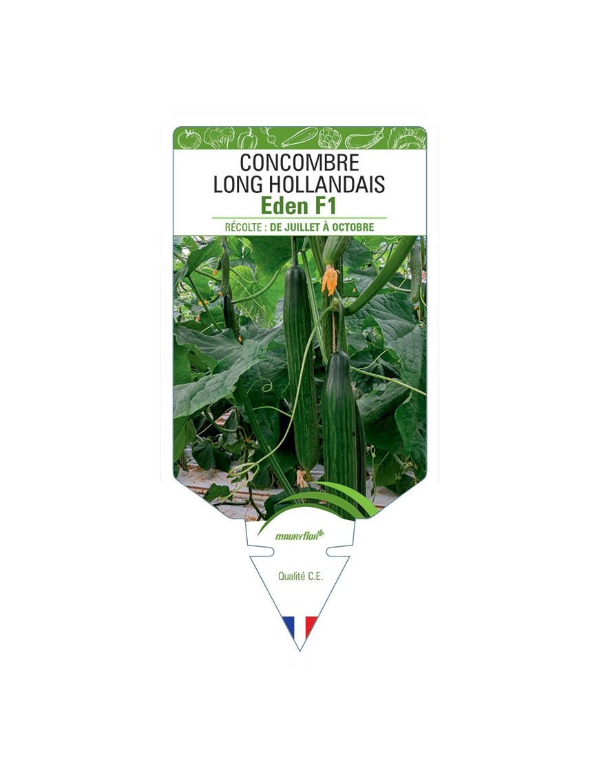 CONCOMBRE LONG HOLLANDAIS EDEN F1