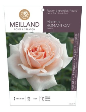 MAXIMA ROMANTICA ® Meikerira Rosier à grandes fleurs