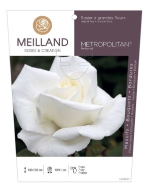 METROPOLITAN ® Meifaissel Rosier à grandes fleurs