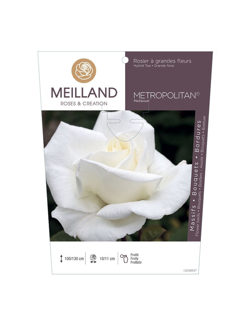 METROPOLITAN ® Meifaissel Rosier à grandes fleurs