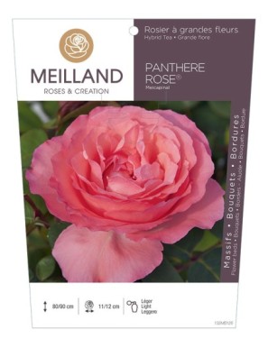 PANTHÈRE ROSE ® Meicapinal Rosier à grandes fleurs