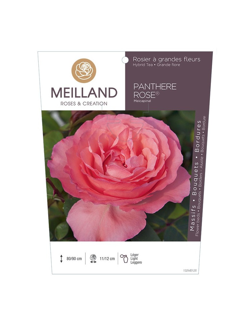 PANTHÈRE ROSE ® Meicapinal Rosier à grandes fleurs