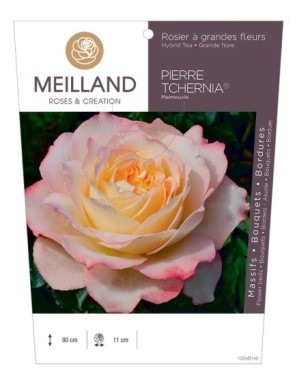 PIERRE TCHERNIA ® Meimouvie Rosier à grandes fleurs