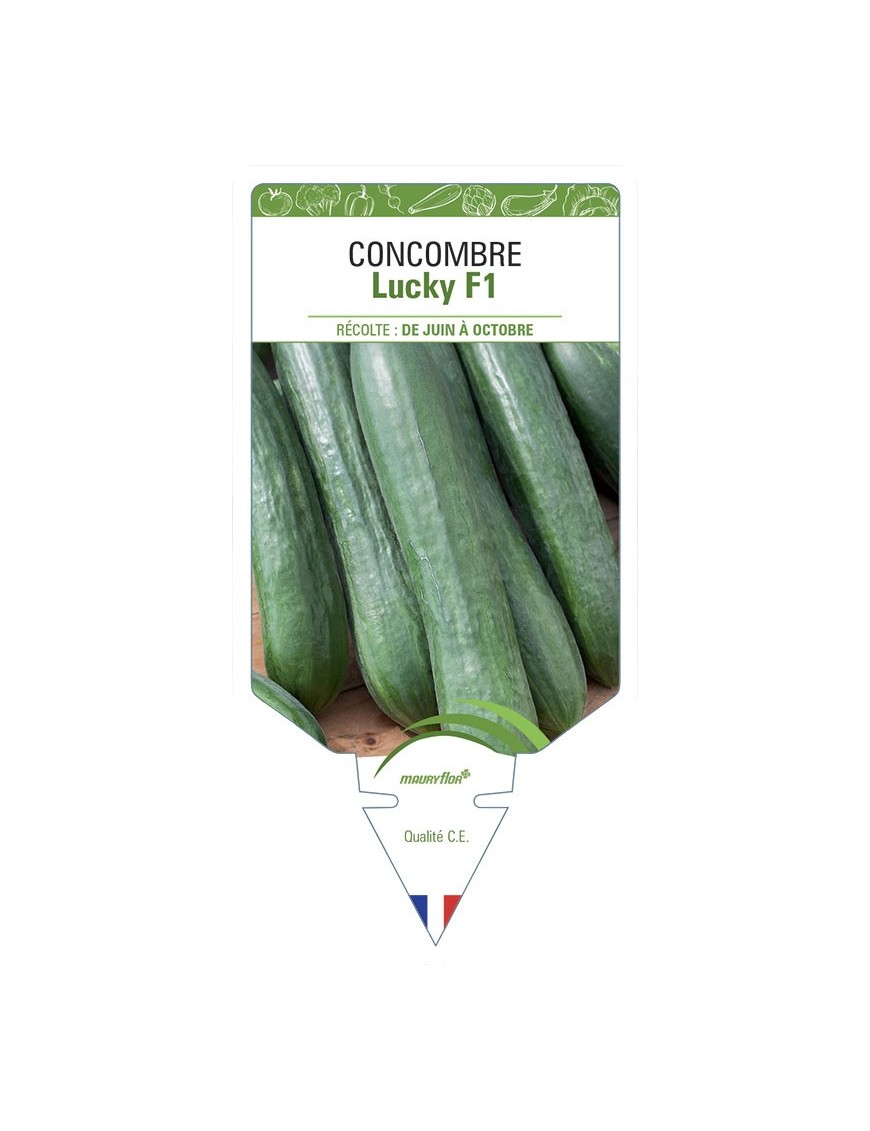 CONCOMBRE LUCKY