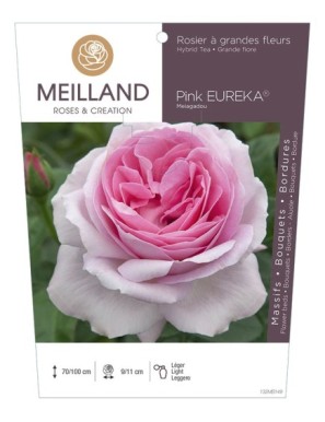 PINK EUREKA ® Meiagadou Rosier à grandes fleurs