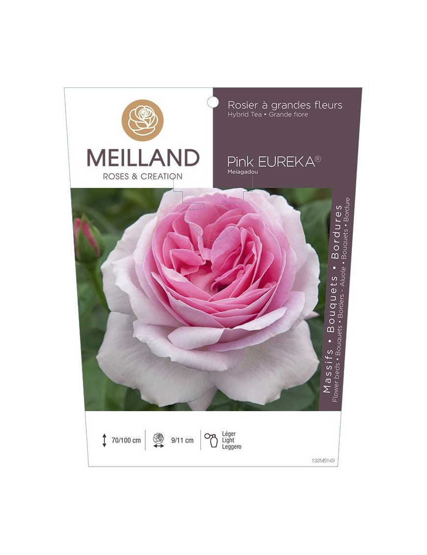 PINK EUREKA ® Meiagadou Rosier à grandes fleurs