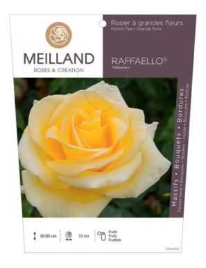 RAFFAELLO ® Meikanaro Rosier à grandes fleurs