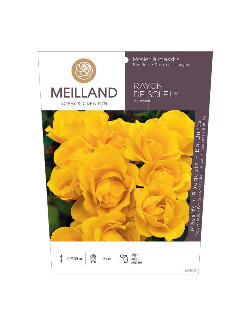 RAYON DE SOLEIL ® Meianycid Rosier à grandes fleurs