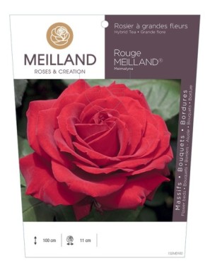 ROUGE MEILLAND ® Meimalyna Rosier à grandes fleurs