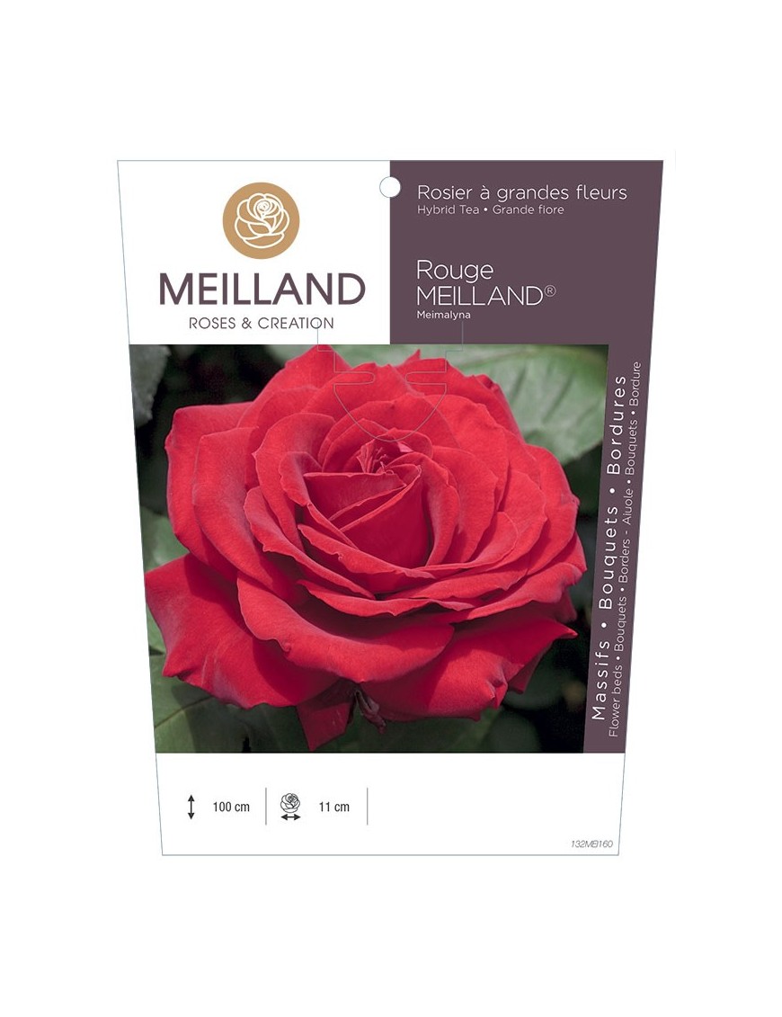 ROUGE MEILLAND ® Meimalyna Rosier à grandes fleurs