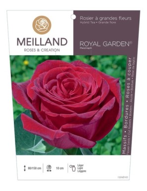 ROYAL GARDEN ® Meiziraph Rosier à grandes fleurs