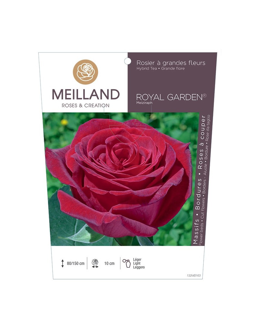 ROYAL GARDEN ® Meiziraph Rosier à grandes fleurs