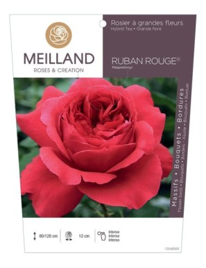 RUBAN ROUGE ® Meiprehmyr Rosier à grandes fleurs