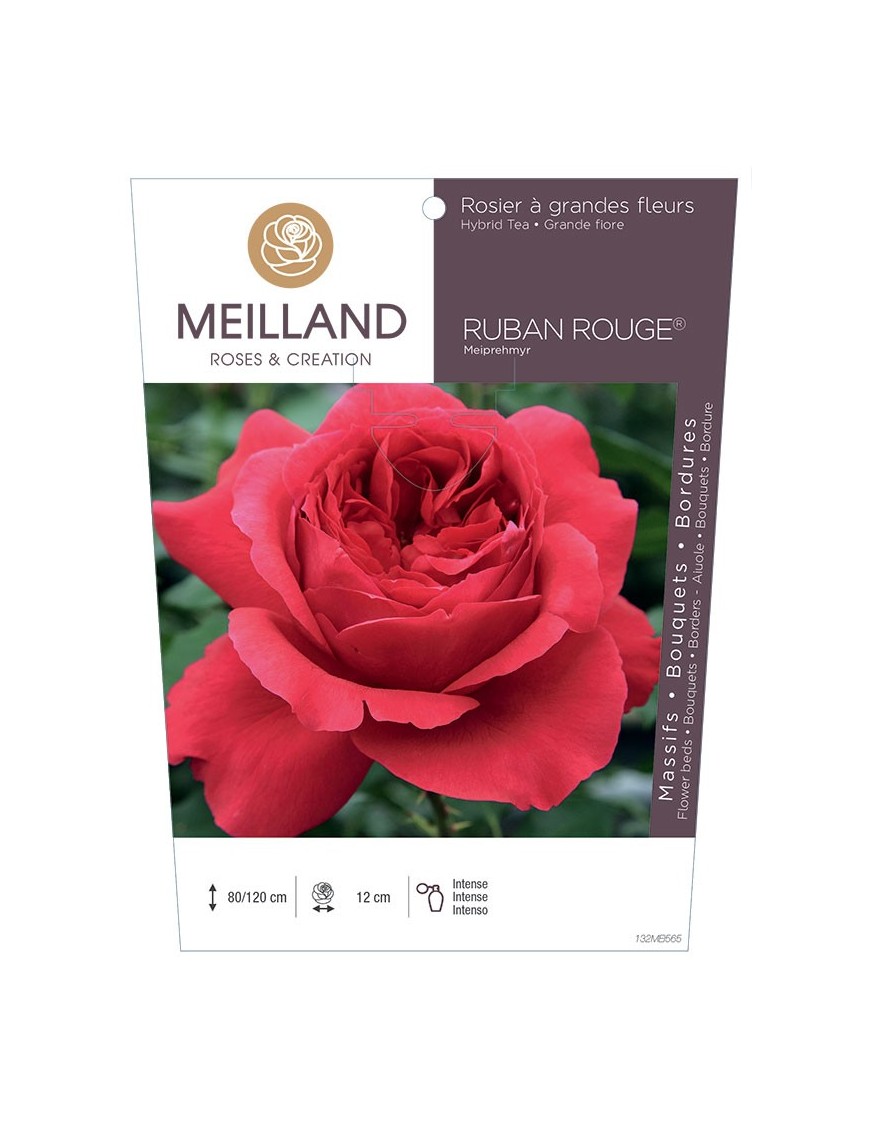 RUBAN ROUGE ® Meiprehmyr Rosier à grandes fleurs