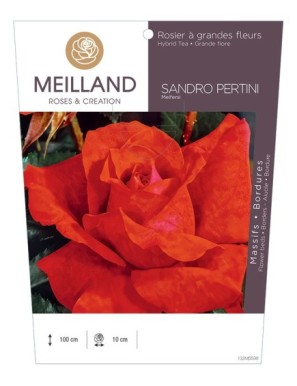 SANDRO PERTINI Meifersi Rosier à grandes fleurs