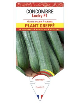 CONCOMBRE LUCKY PLANT GREFFÉ