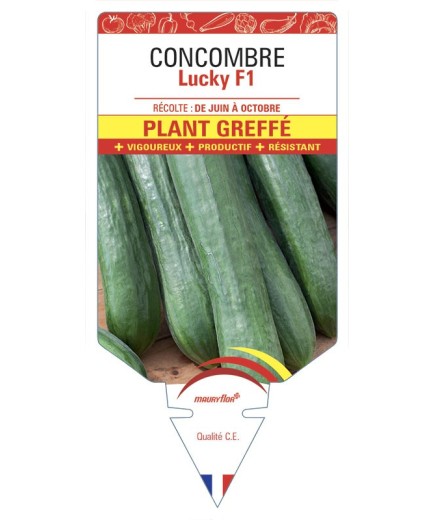 CONCOMBRE LUCKY PLANT GREFFÉ