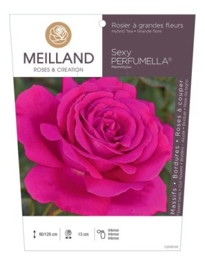 SEXY PERFUMELLA ® Meimirtylus Rosier à grandes fleurs