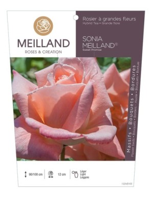 SONIA MEILLAND ® Sweet Promise * Rosier à grandes fleurs