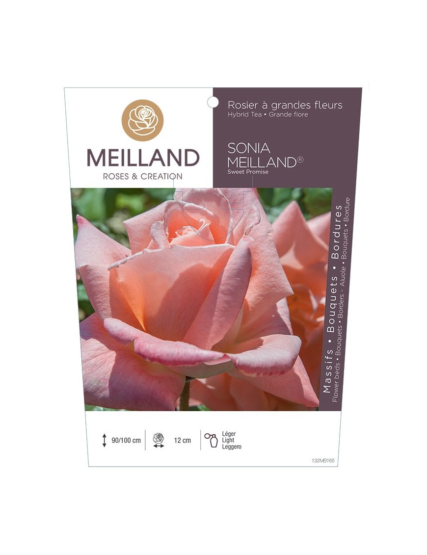 SONIA MEILLAND ® Sweet Promise * Rosier à grandes fleurs