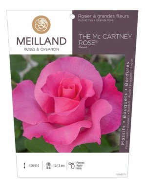 THE MC CARTNEY ROSE ® Meizeli Rosier à grandes fleurs