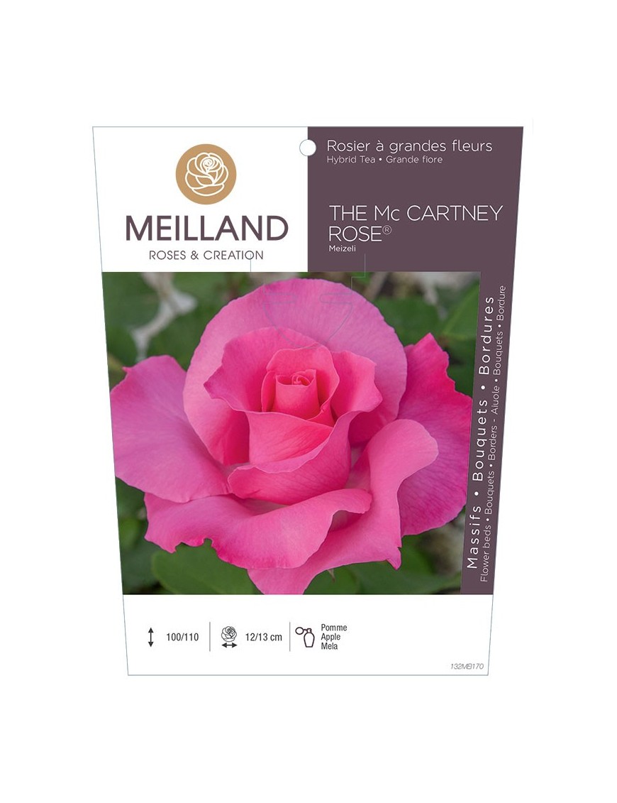 THE MC CARTNEY ROSE ® Meizeli Rosier à grandes fleurs