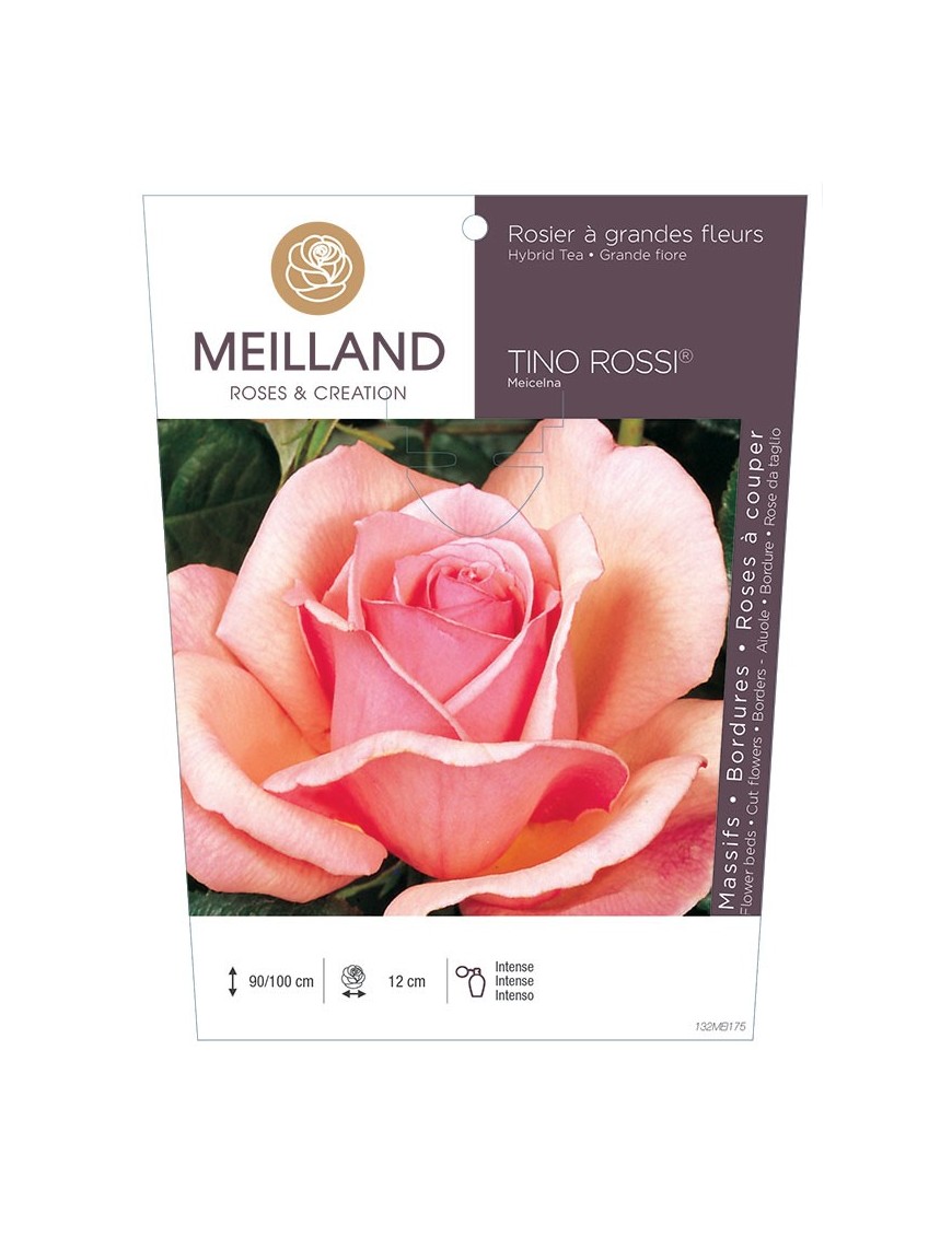 TINO ROSSI ® Meicelna * Rosier à grandes fleurs