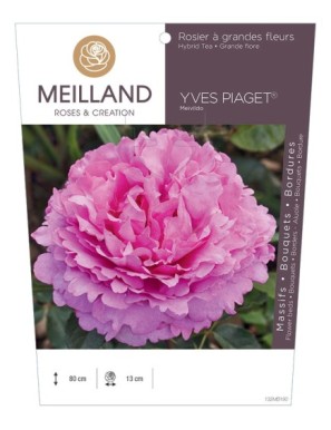 YVES PIAGET ® Meivildo Rosier à grandes fleurs