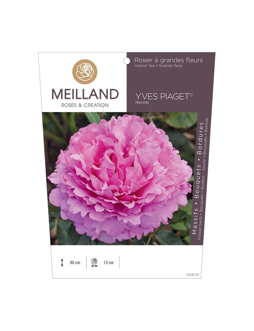 YVES PIAGET ® Meivildo Rosier à grandes fleurs