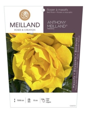 ANTHONY MEILLAND ® Meibaltaz Rosier à massifs