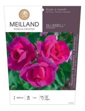 BLUEBELL ® Meimindefer Rosier à massifs