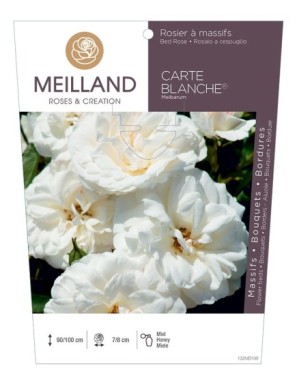 CARTE BLANCHE ® Meibarum Rosier à massifs