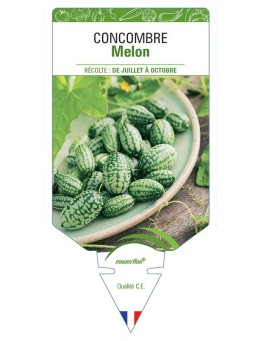 CONCOMBRE MELON