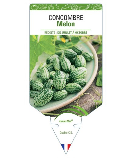 CONCOMBRE MELON