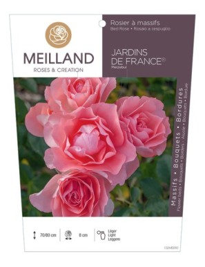 JARDINS DE FRANCE ® Meizebul Rosier à massifs