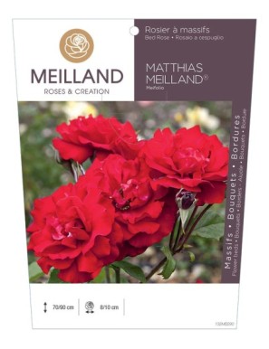 MATTHIAS MEILLAND ® Meifolio Rosier à massifs