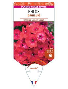 PHLOX paniculata (rouge) *